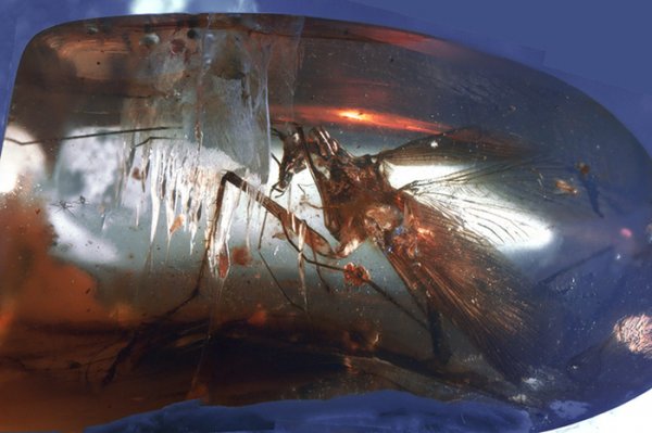 Хищный древний таракан из янтаря