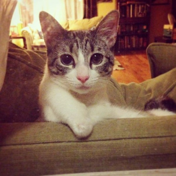 Кошка-инвалид по кличке Ру стала новой звездой Instagram