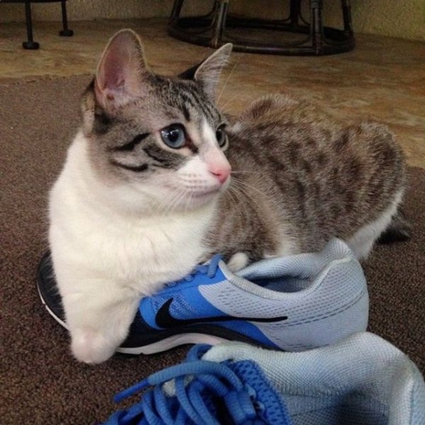 Кошка-инвалид по кличке Ру стала новой звездой Instagram