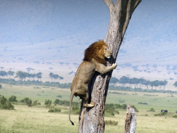 Спасаясь от собственного завтрака, лев залез на дерево