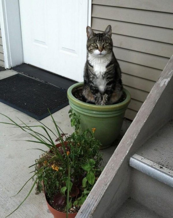 18 доказательств того, что коты — это растения