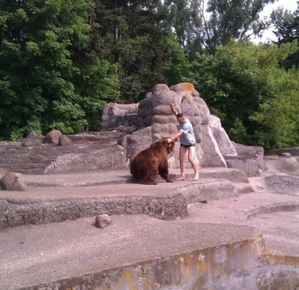 В варшавском зоопарке пьяный мужик залез в вольер к медведице