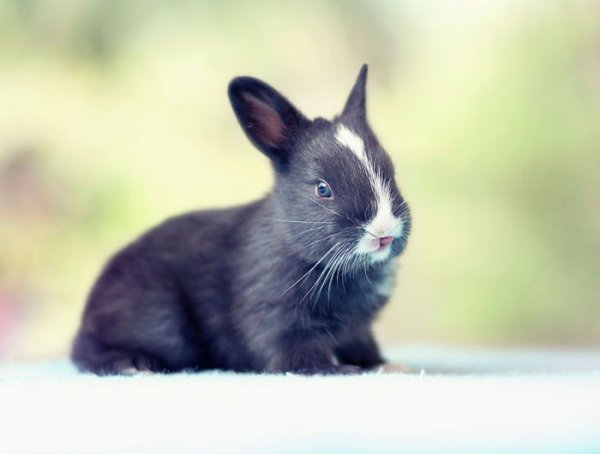 Как меняется кролик, в течение первого месяца жизни
