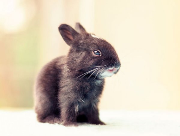 Как меняется кролик, в течение первого месяца жизни