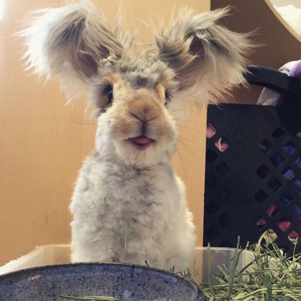 Пушистый кролик стал восходящей звездой Instagram