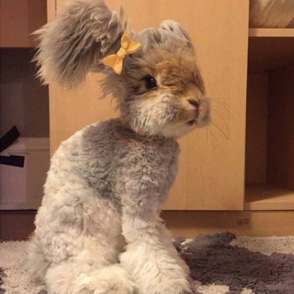 Пушистый кролик стал восходящей звездой Instagram
