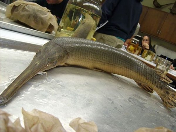 Миссисипский панцирник или рыба-аллигатор