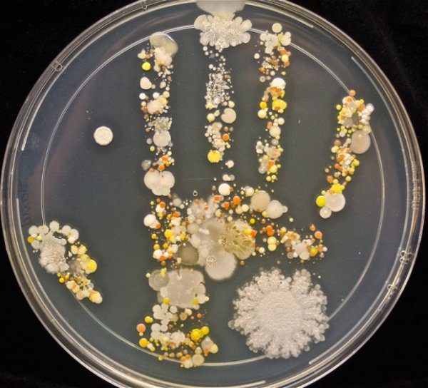 Бактерии с кожи наших рук