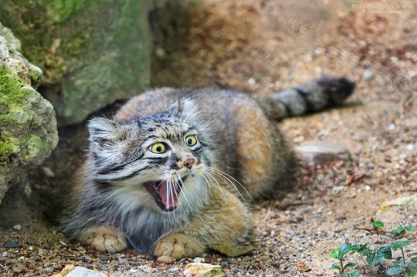Интересные фотографии диких котов – манулов