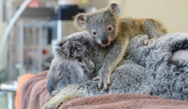 Детеныша коалы не стали разлучать с матерью даже на время операции