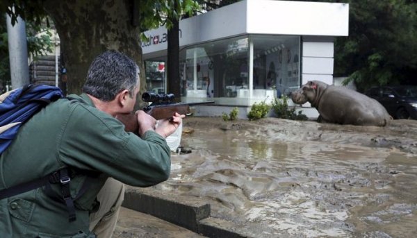 На улицах Тбилиси ищут животных, сбежавших из зоопарка в результате наводнения