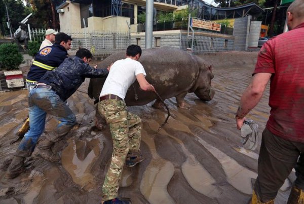 На улицах Тбилиси ищут животных, сбежавших из зоопарка в результате наводнения