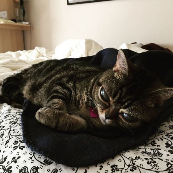 Кошка Матильда по кличке Инопланетянин стала очередной звездой Instagram