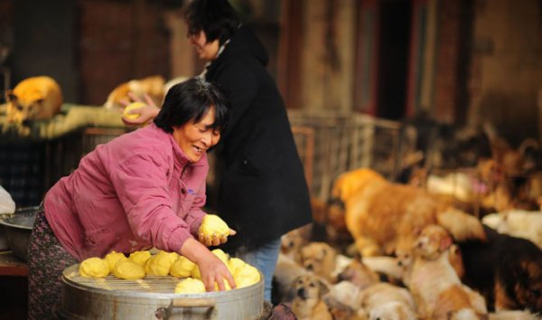 Пожилая китаянка спасла 100 собак, которых должны были съесть