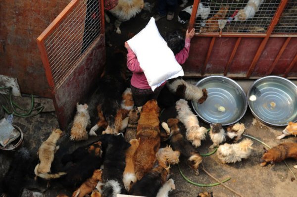 Пожилая китаянка спасла 100 собак, которых должны были съесть