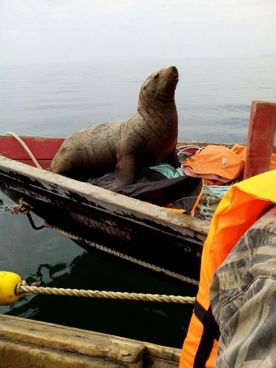 Морской котик в течение 8 часов катался в лодке с сахалинскими рыбаками