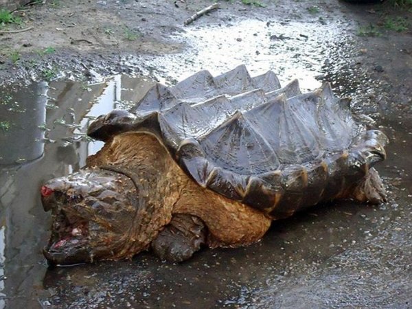 В реке Амур обнаружили экзотическую грифовую черепаху, обитающую в Южной Америке