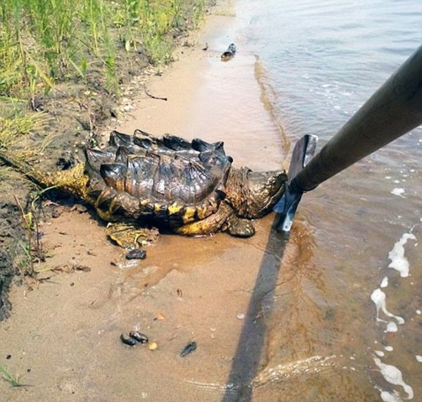 В реке Амур обнаружили экзотическую грифовую черепаху, обитающую в Южной Америке
