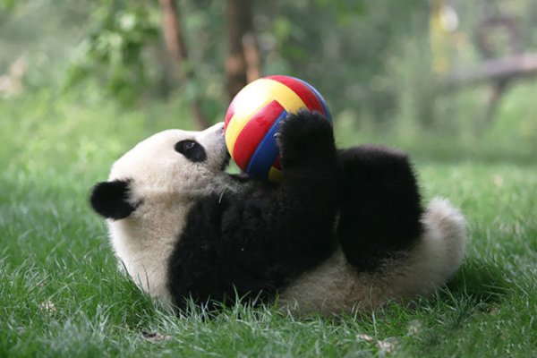 Китайский детсад для детенышей панд