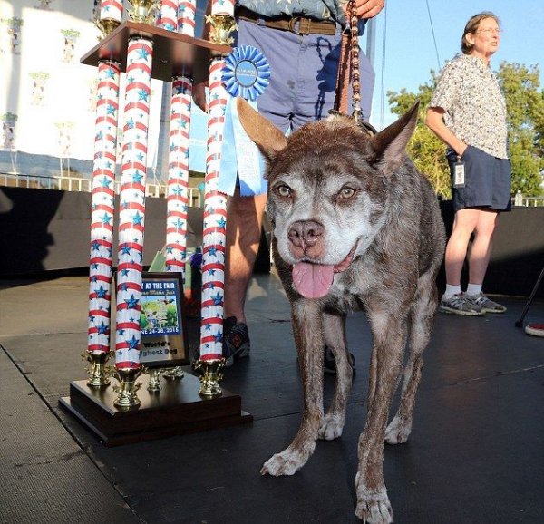 Пес Квази Модо стал самой уродливой собакой в мире