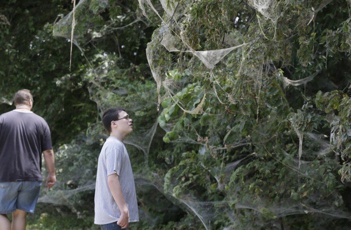 В Техасе тысяча пауков сплела гигантскую паутину
