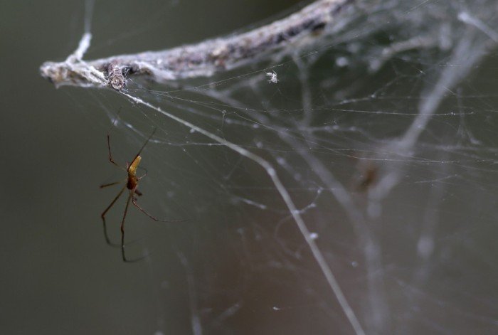 В Техасе тысяча пауков сплела гигантскую паутину