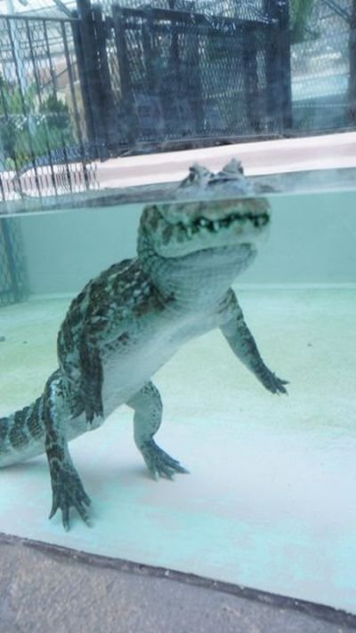 Вот что на самом деле делает крокодил в этот момент