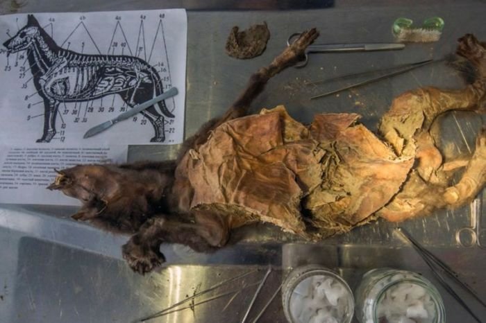 В Сибири обнаружили мумифицированного щенка возрастом 12 000 лет