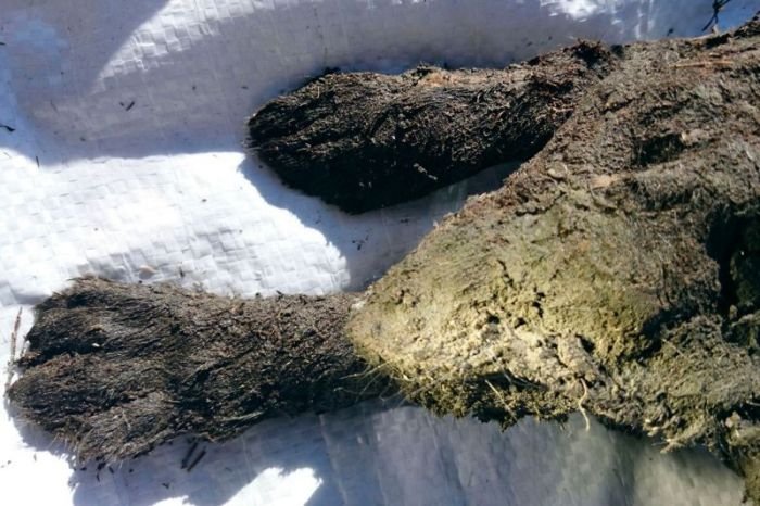 В Сибири обнаружили мумифицированного щенка возрастом 12 000 лет