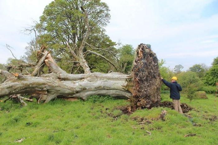 В Ирландии под поваленным деревом обнаружили древнюю могилу