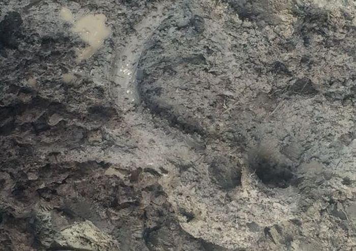 Американский фермер обнаружил останки мамонта на своем поле