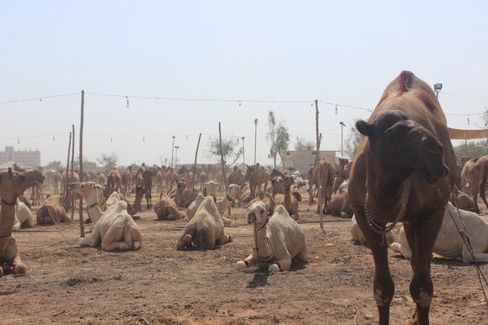Верблюжья стрижка в Пакистане
