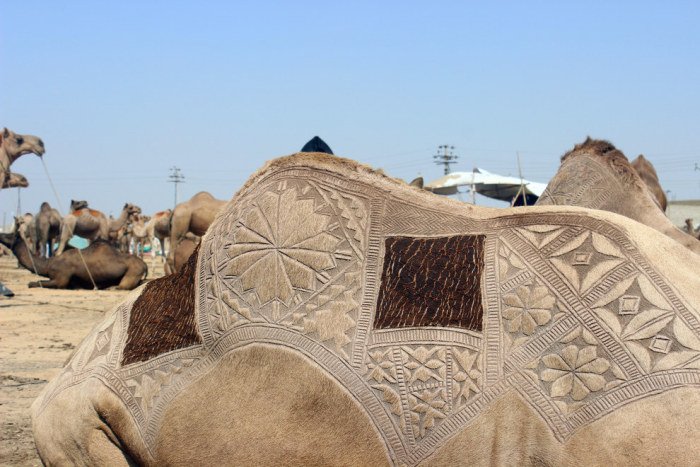 Верблюжья стрижка в Пакистане