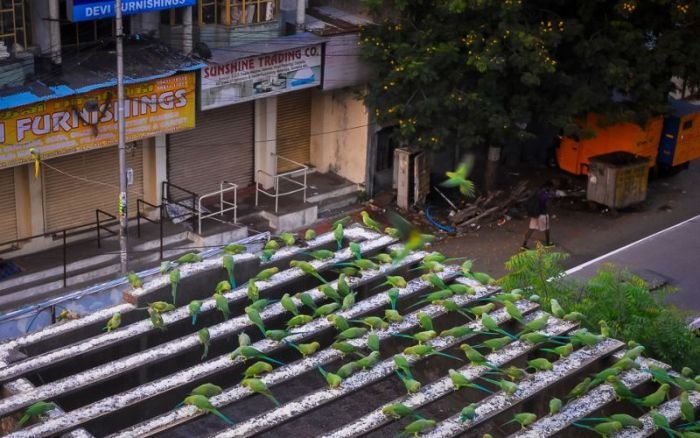 Пожилой индиец устроил столовую для 4000 попугаев