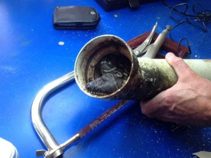 В Австралии питон застрял в водосточной трубе