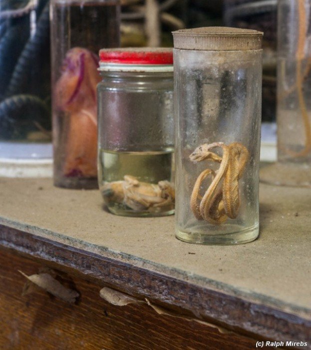 Комната мёртвых змей в Японии