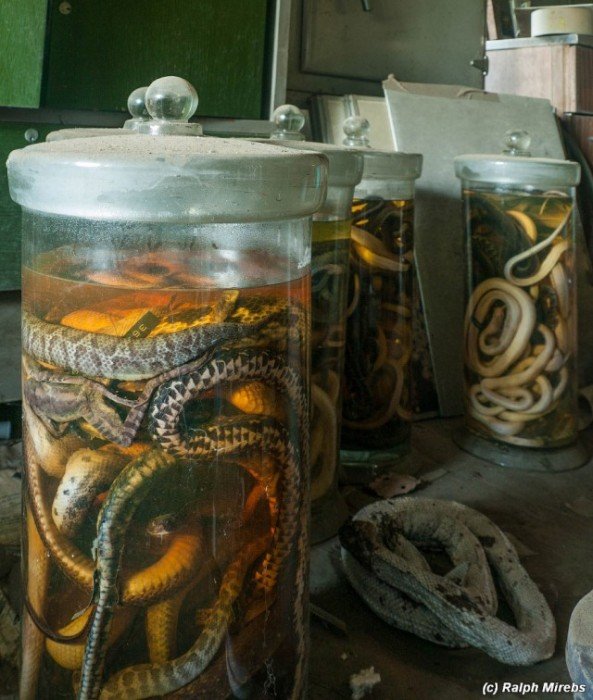 Комната мёртвых змей в Японии