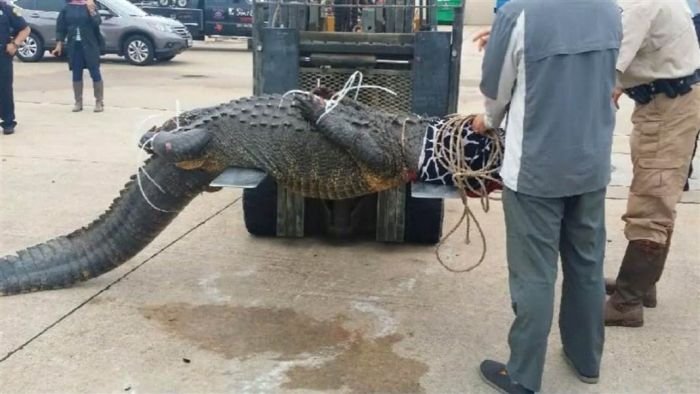 В США женщина поймала аллигатора, вышедшего на улицы города