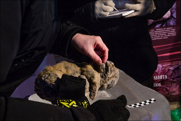 В Якутии обнаружили останки детенышей пещерного льва