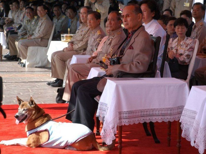 Жителю Таиланда грозит 37 лет тюрьмы за оскорбление собаки короля