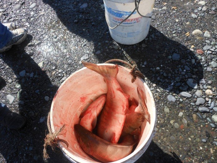 Как "черпают" рыбу на Аляске
