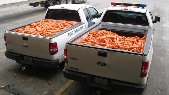 В США пытались ввезти крупную партию марихуаны под видом моркови