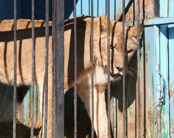 Депрессивный зоопарк в Гюмри