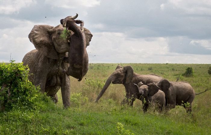 Трагическая встреча буйвола со слоном