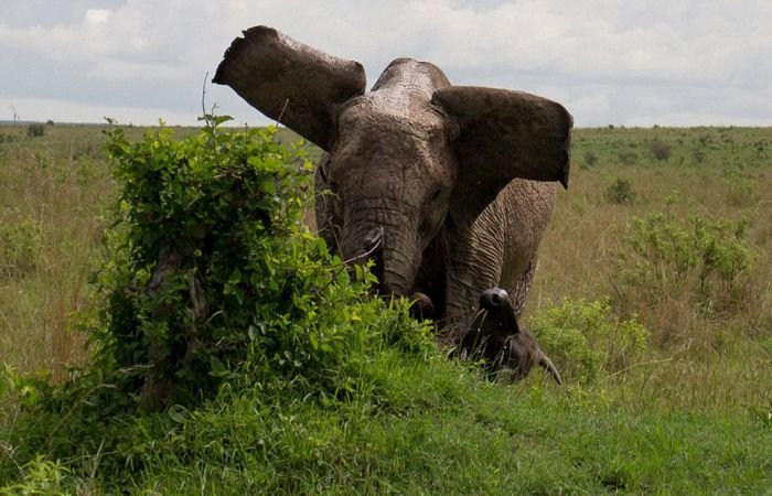 Трагическая встреча буйвола со слоном