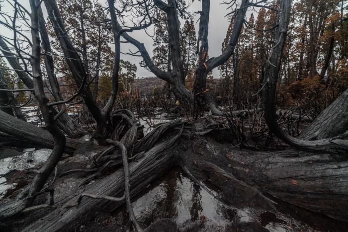 Тасмания пострадала от сильнейшего лесного пожара