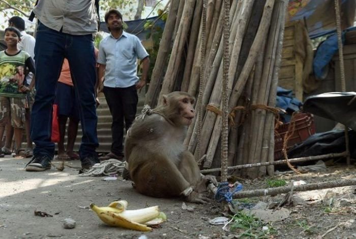 Наказание обезьяны в Индии