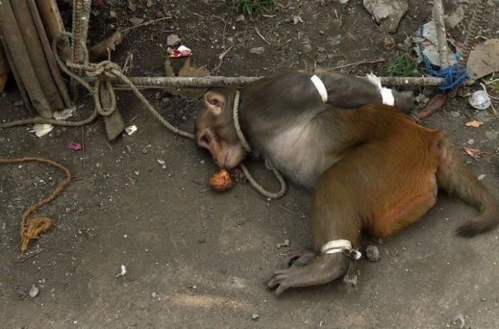 Наказание обезьяны в Индии