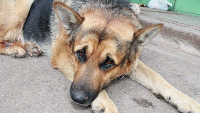 В Братске пенсионер вторую неделю ждет на улице пропавшую собаку