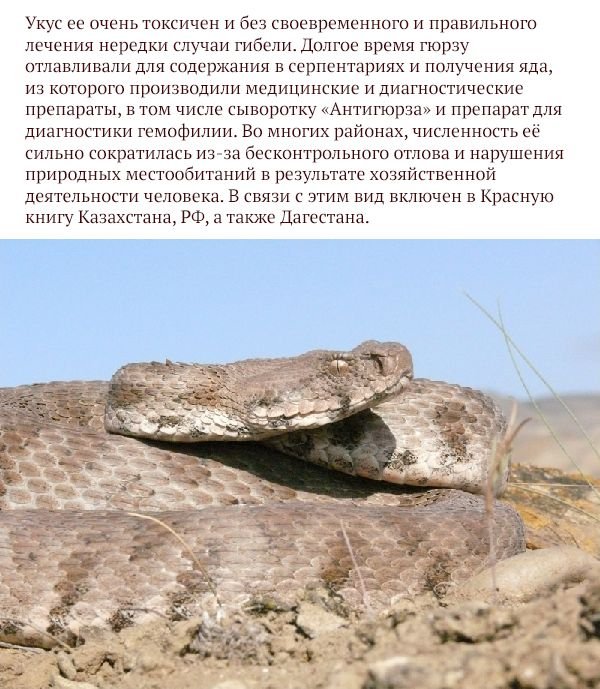 Самые опасные животные России